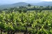 Naousa-Tsantali-vineyard-mountains-greece-wine-travel-tourism_Noord_griekenland