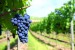 wine-grape-piemonte