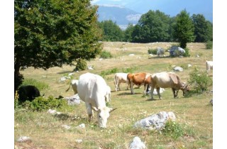 Monte_Tranquillo_bestiame